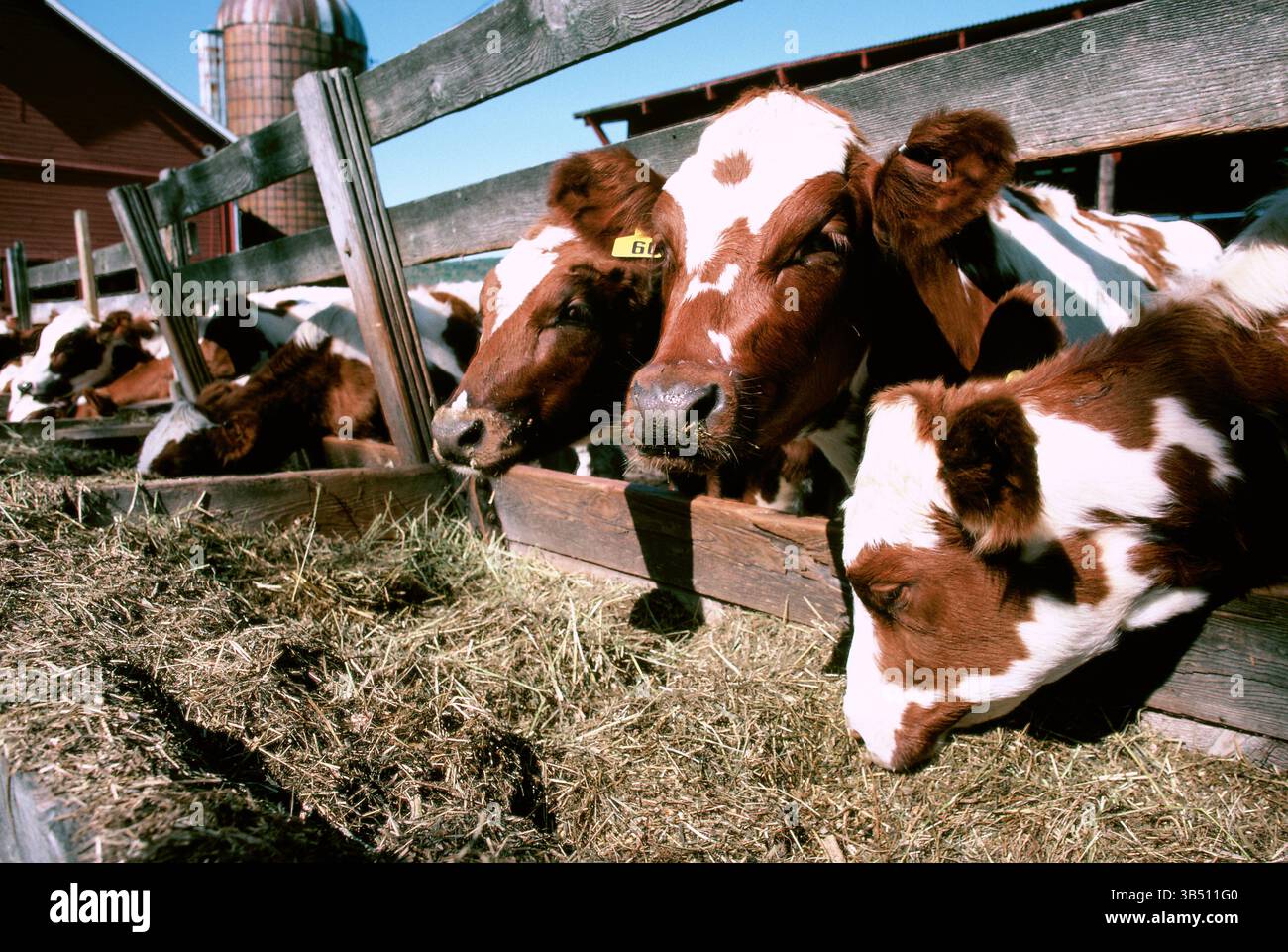 Stati Uniti. Stato di New York. Agricoltura. Bestiame rosso e bianco Holstein nella recinzione del mercato del bestiame. Foto Stock