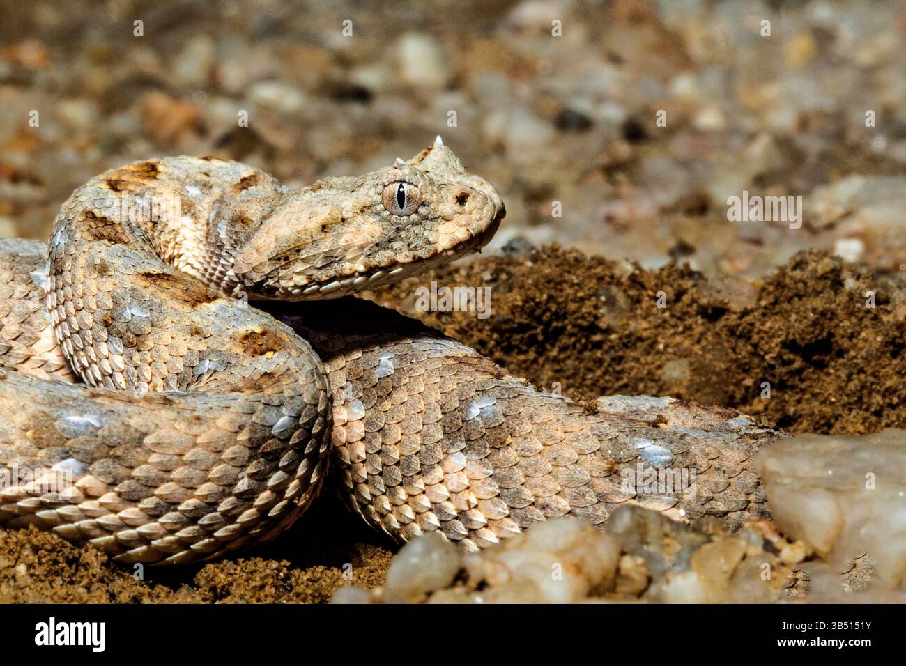 Un velenoso e avvolto adder che solleva la testa, pronto a colpire, sulle pianure ghiaiose del deserto del Namib. Foto Stock