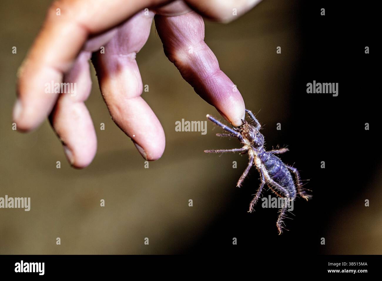 Un raro solifuge nero che si tiene saldamente su un dito e sega con le sue potenti mascelle opposte, trovato durante una passeggiata notturna sulle pianure ghiaiose del Nam Foto Stock