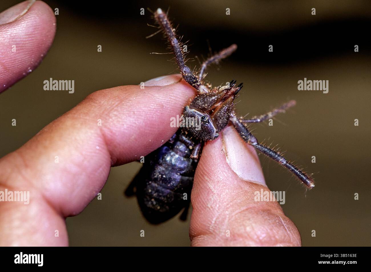 Un raro solifuge nero trovato durante una passeggiata notturna sulle pianure ghiaiose del deserto del Namib. Foto Stock