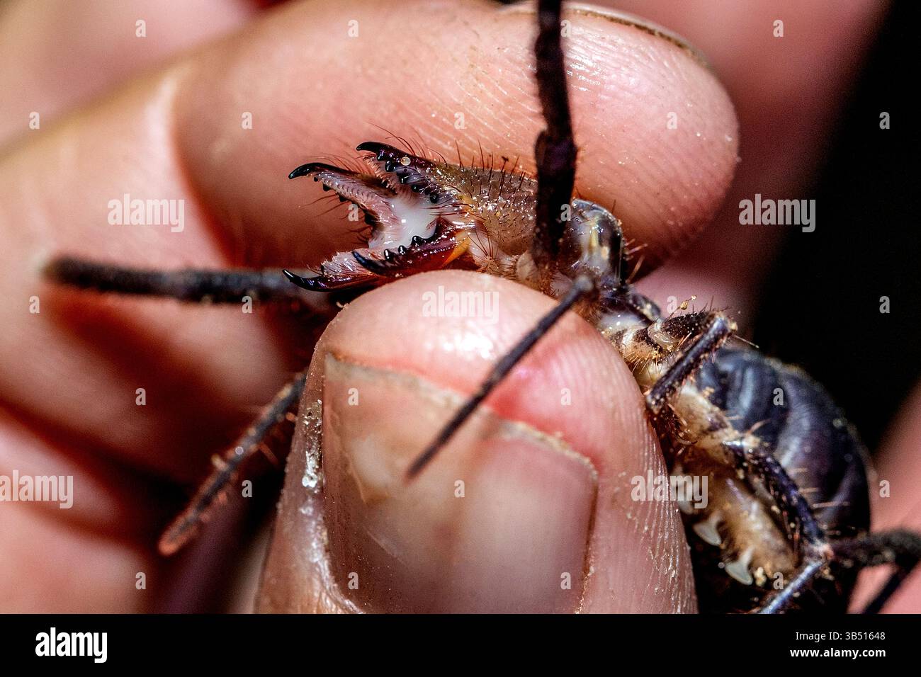 Un raro solifuge nero trovato durante una passeggiata notturna sulle pianure ghiaiose del deserto del Namib. Foto Stock