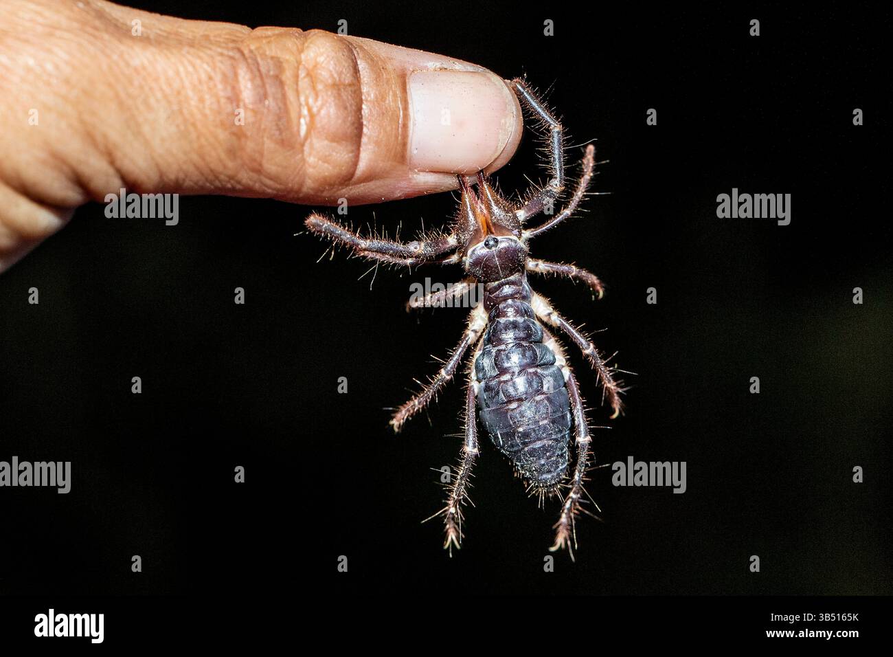 Un raro solifuge nero che si tiene saldamente su un dito e sega con le sue potenti mascelle opposte, trovato durante una passeggiata notturna sulle pianure ghiaiose del Nam Foto Stock