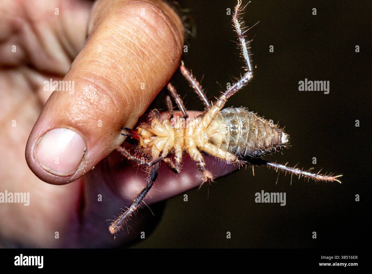 Un raro solifuge nero che si tiene saldamente su un dito e sega con le sue potenti mascelle opposte, jeld delicatamente per mostrare il suo lato inferiore, trovato in una notte W Foto Stock