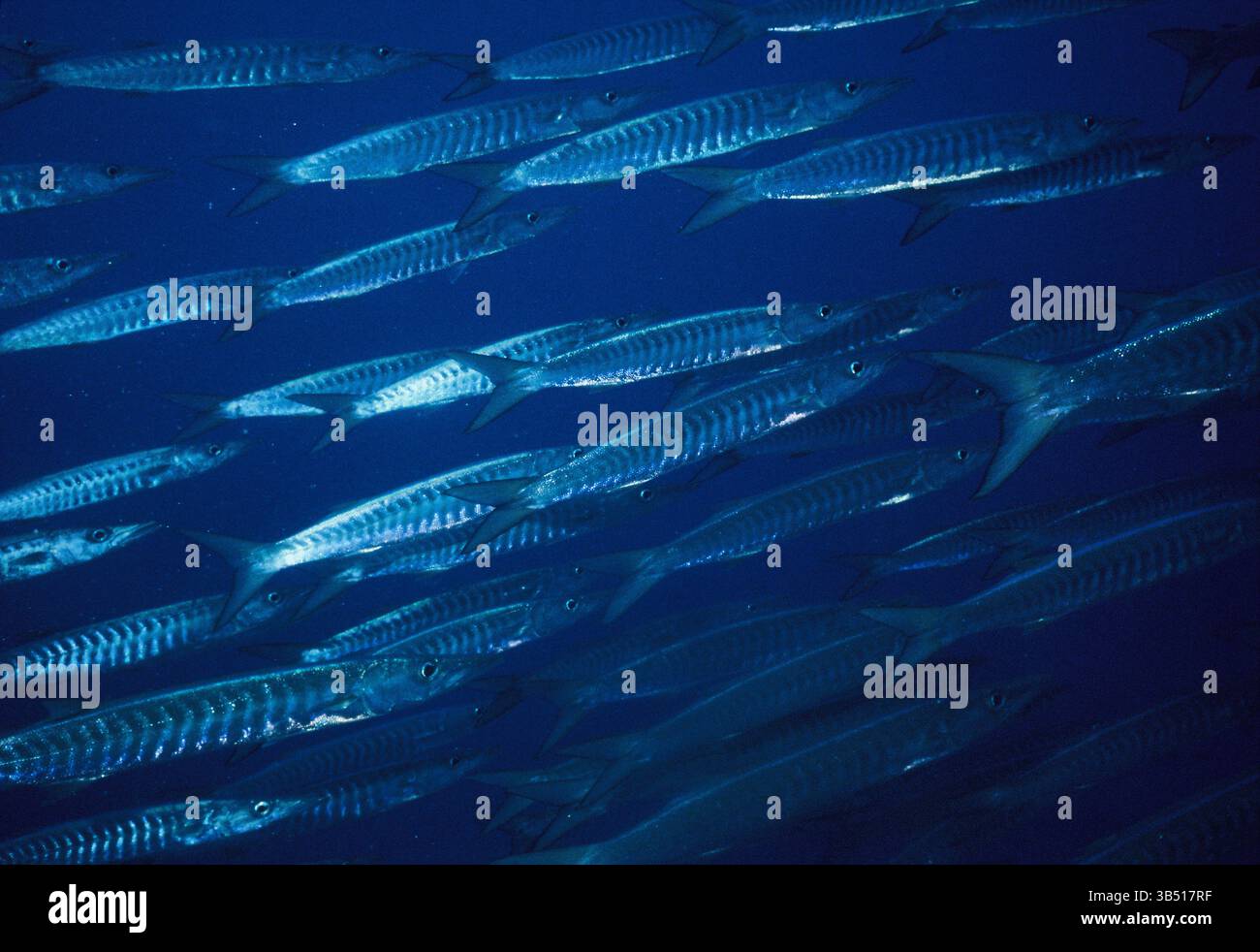 Maldive. Oceano Indiano. Fauna selvatica. Barracuda Shoal. Foto Stock