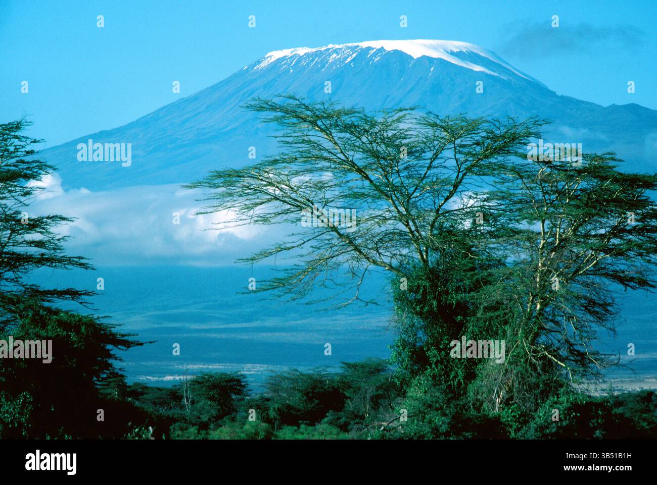 Africa. Kenya. Parco nazionale di Amboseli. Monte Kilimanjaro e albero di Acacia. Foto Stock