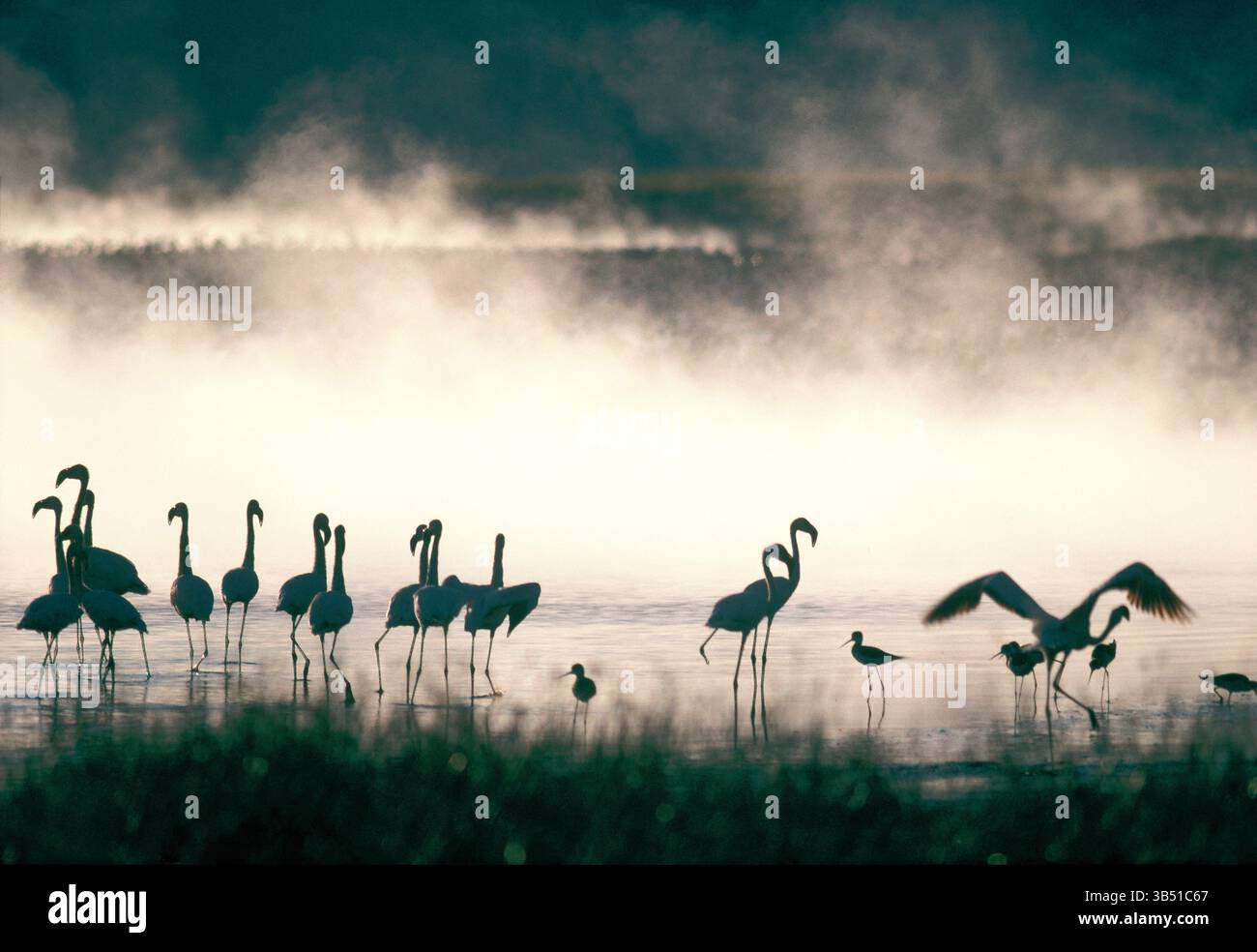 Africa. Kenya. I fenicotteri del lago Bogoria e altri uccelli da guado. Foto Stock