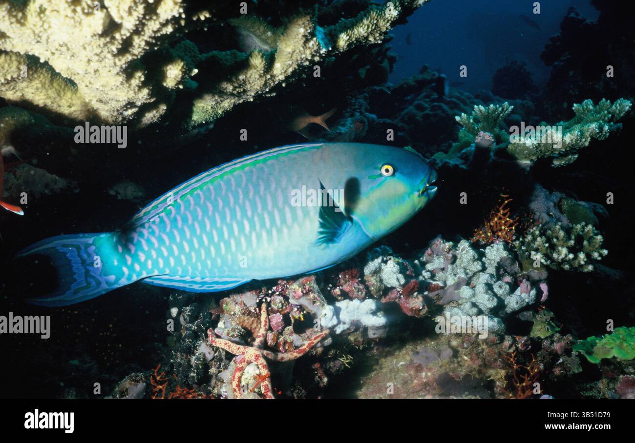 Maldive. Oceano Indiano. Fauna selvatica. Pesci marini. Pesce pappagallo di Malindi (Scarus viridifucatus). Foto Stock
