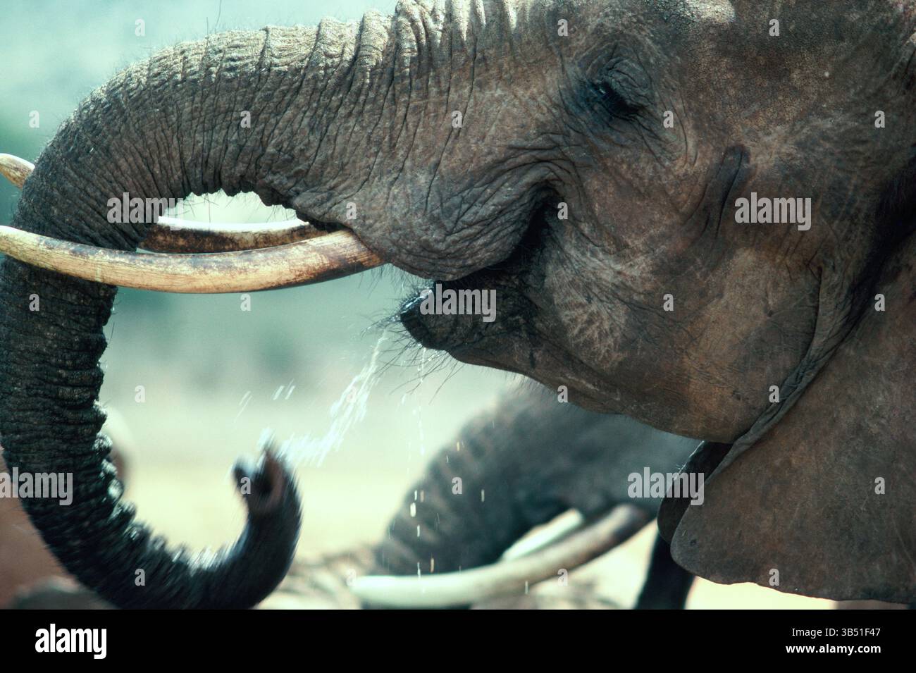 Botswana. Fauna selvatica. L'elefante africano Bush beve acqua. (Loxodonta africana) Foto Stock
