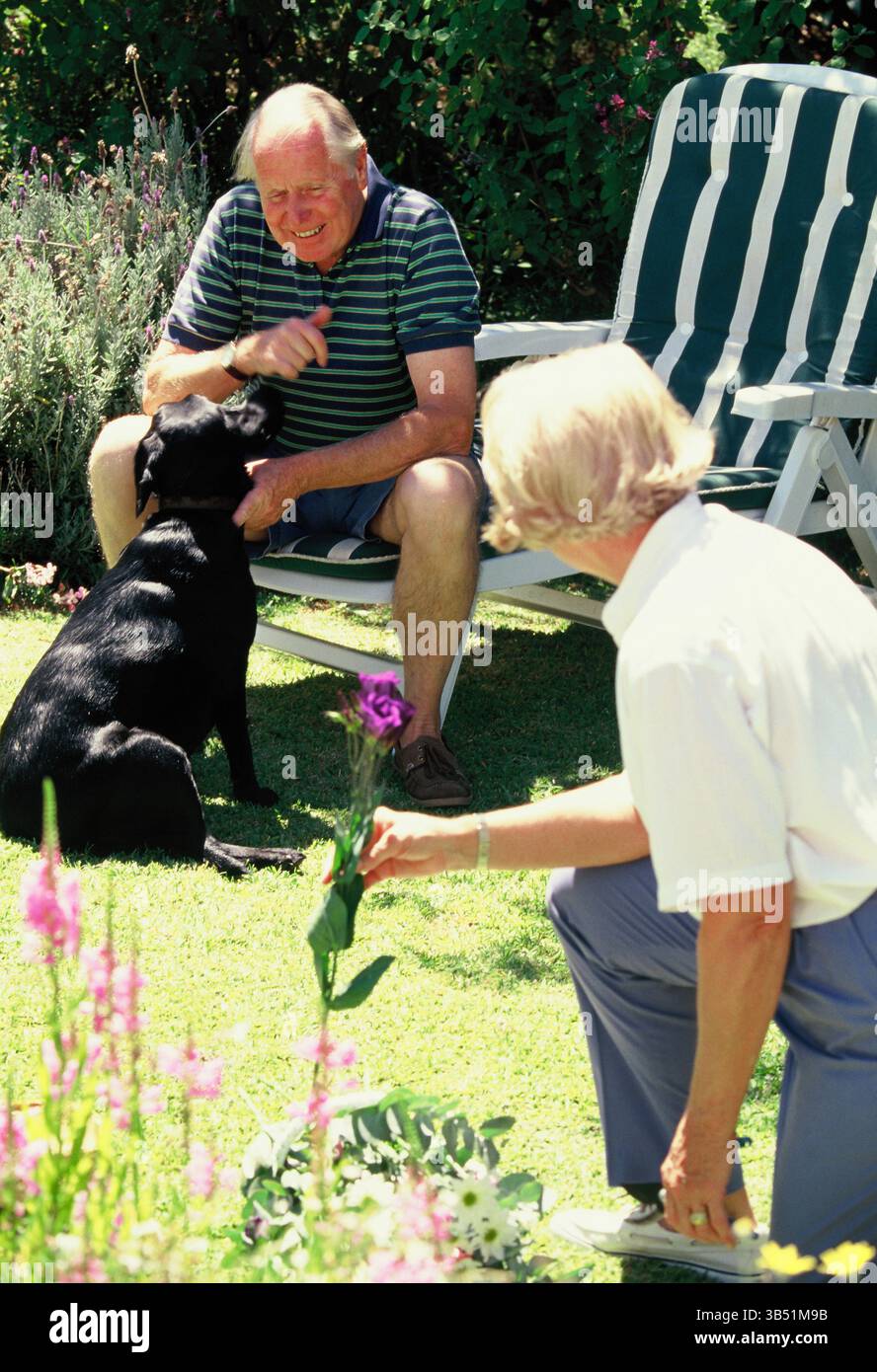 Una vecchia coppia con un cane labrador nero all'aperto in giardino. Foto Stock Una vecchia coppia con un cane labrador nero all'aperto in giardino. Foto Stock