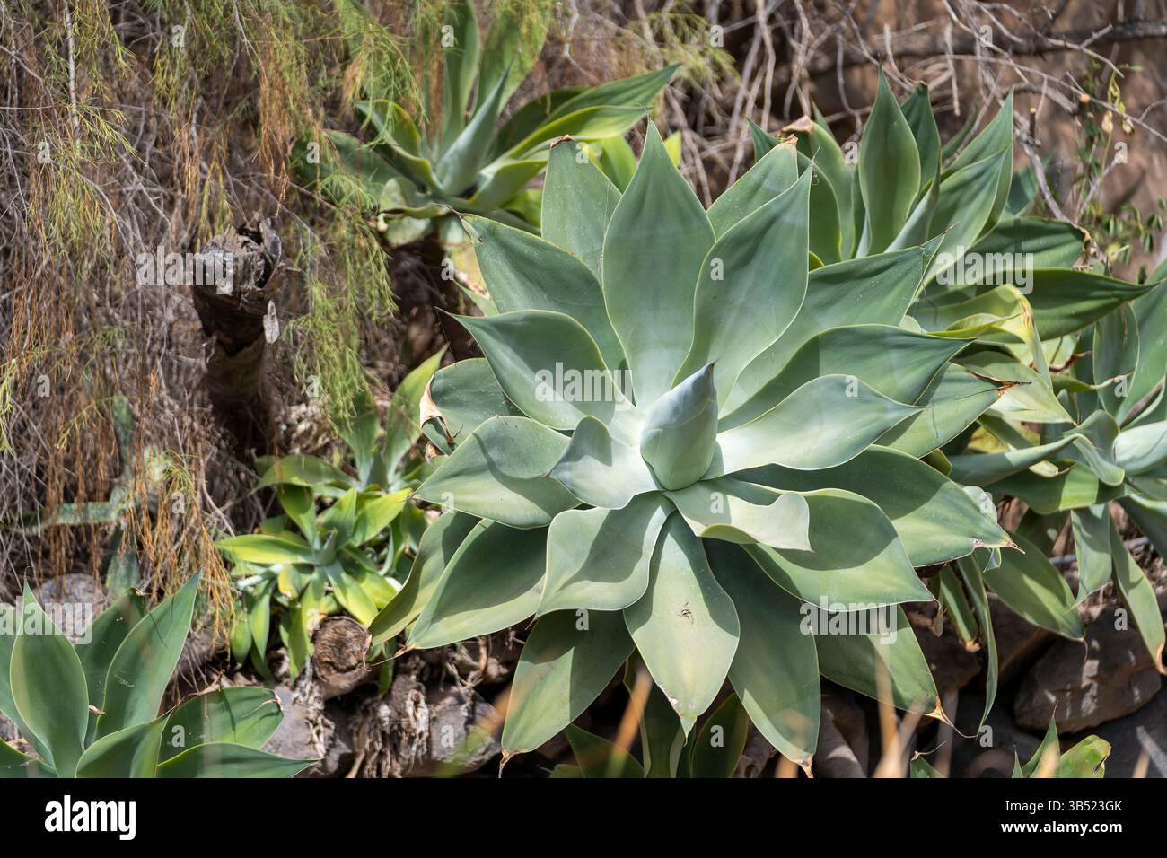 Agave Foxtail (Agave attenuata), rosetta a foglia. Agave Attenuata, coda di leone, collo di cigno o agave a coda di volpe sul Grand Canary. Foto Stock