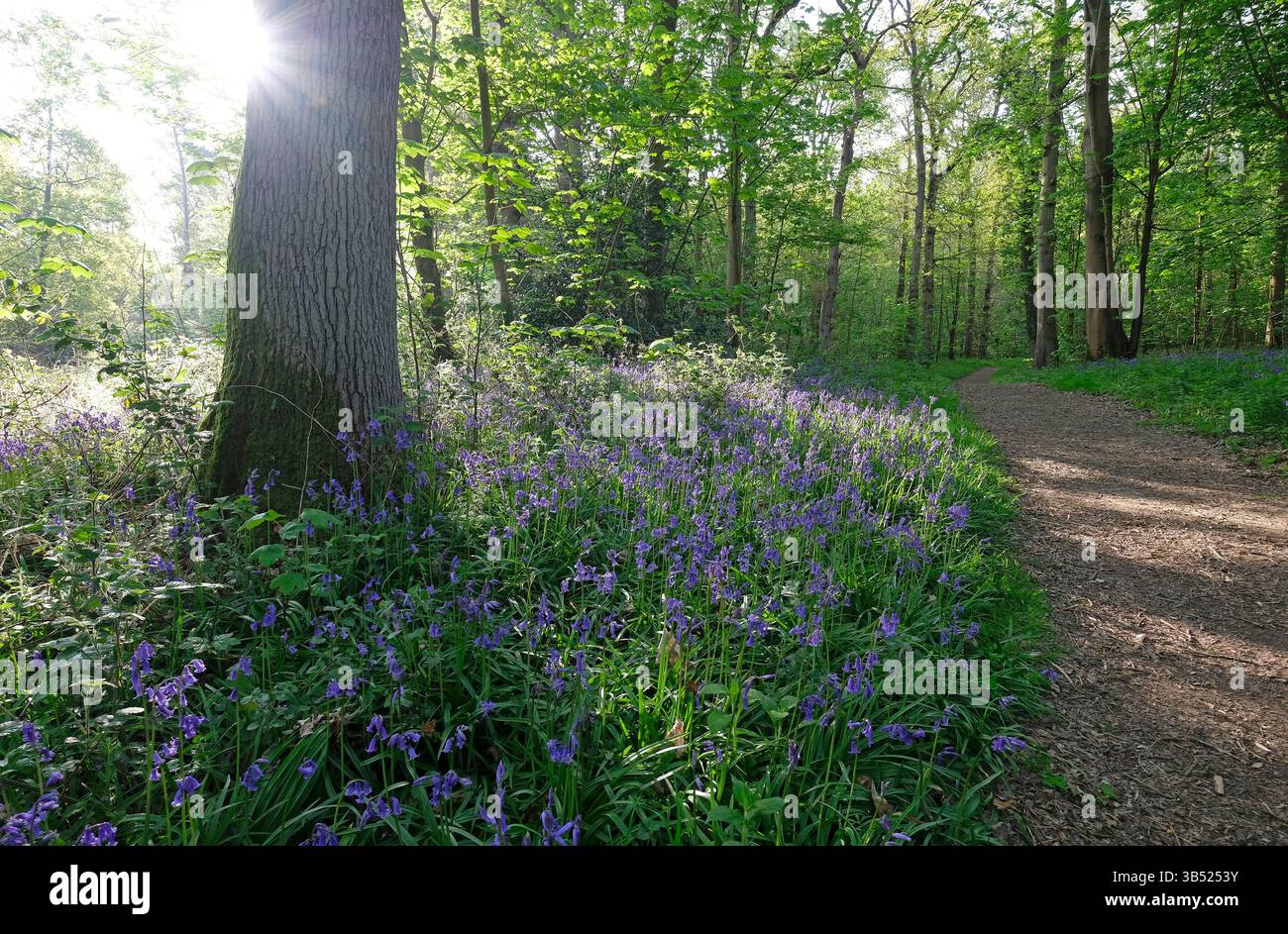 campanelli e alberi nel bosco, blickling woods, norfolk, inghilterra Foto Stock