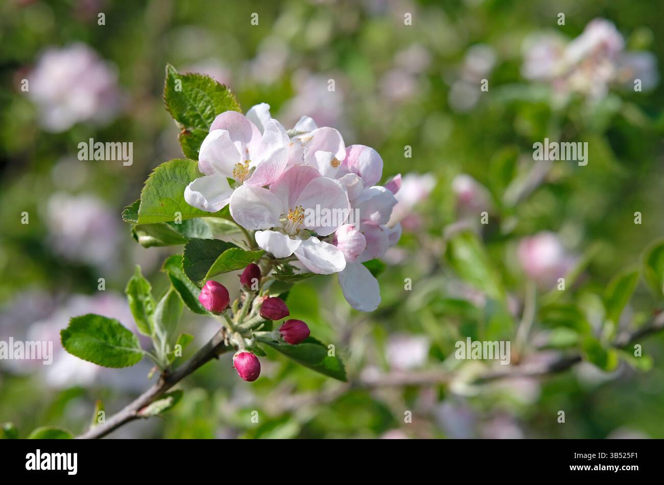 fioritura estiva dei fiori di mele, norfolk, inghilterra Foto Stock