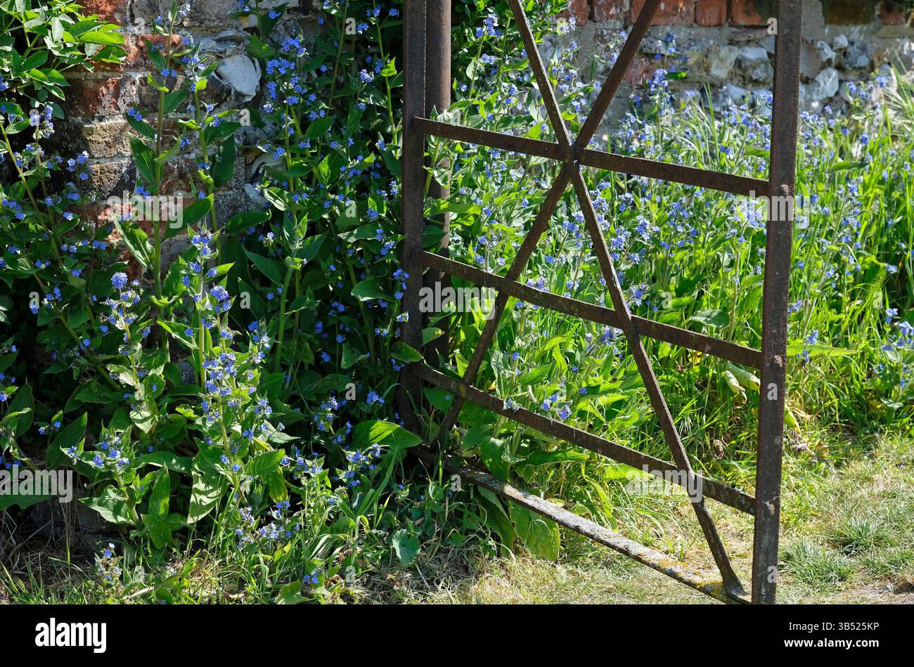 fiori selvatici blu sul muro del giardino e cancello metallico, a sud di creake, a nord di norfolk, in inghilterra Foto Stock