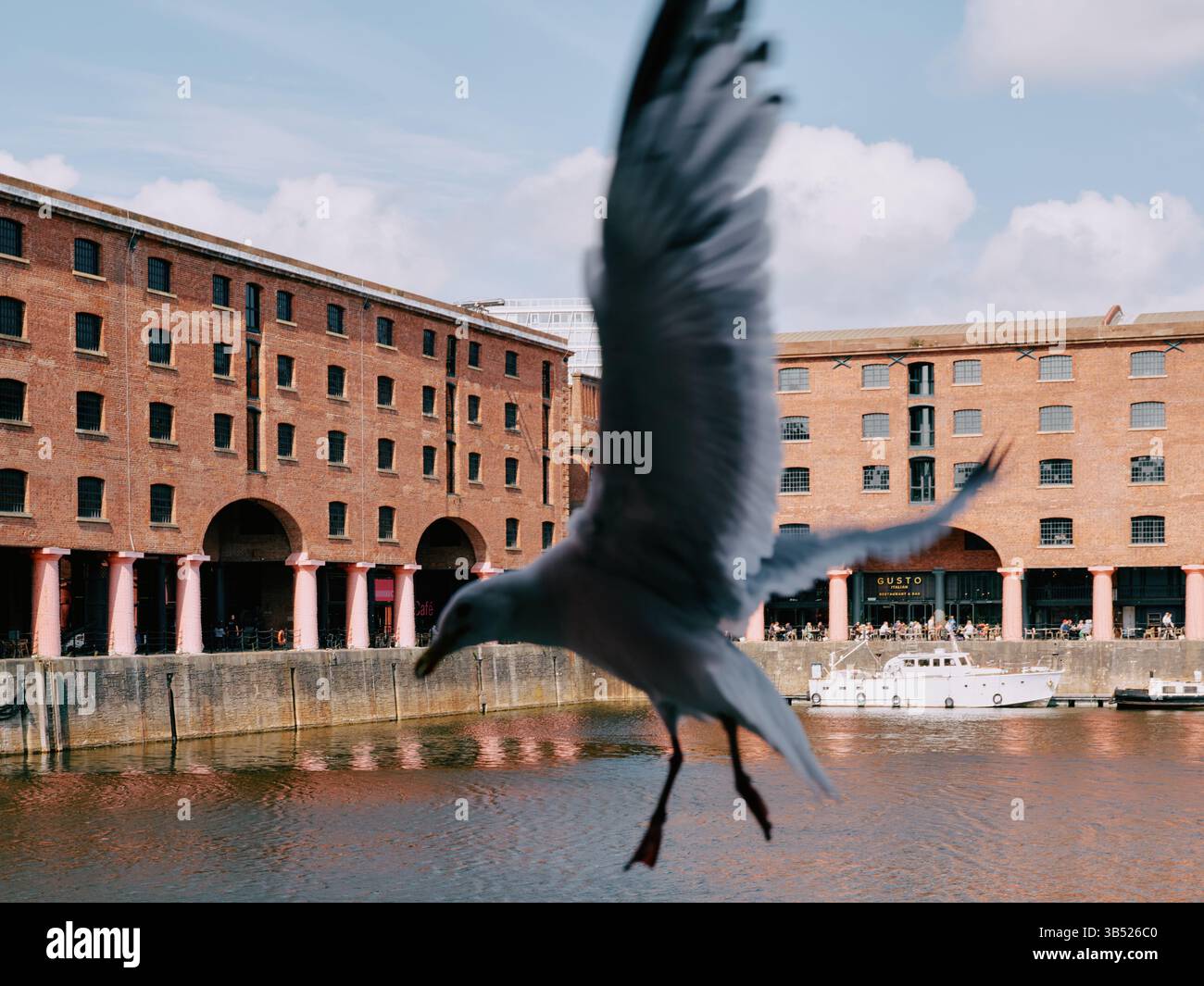 Un gabbiano a picco nel Royal Albert Dock è un complesso di edifici portuali e magazzini a Liverpool, in Inghilterra. Foto Stock