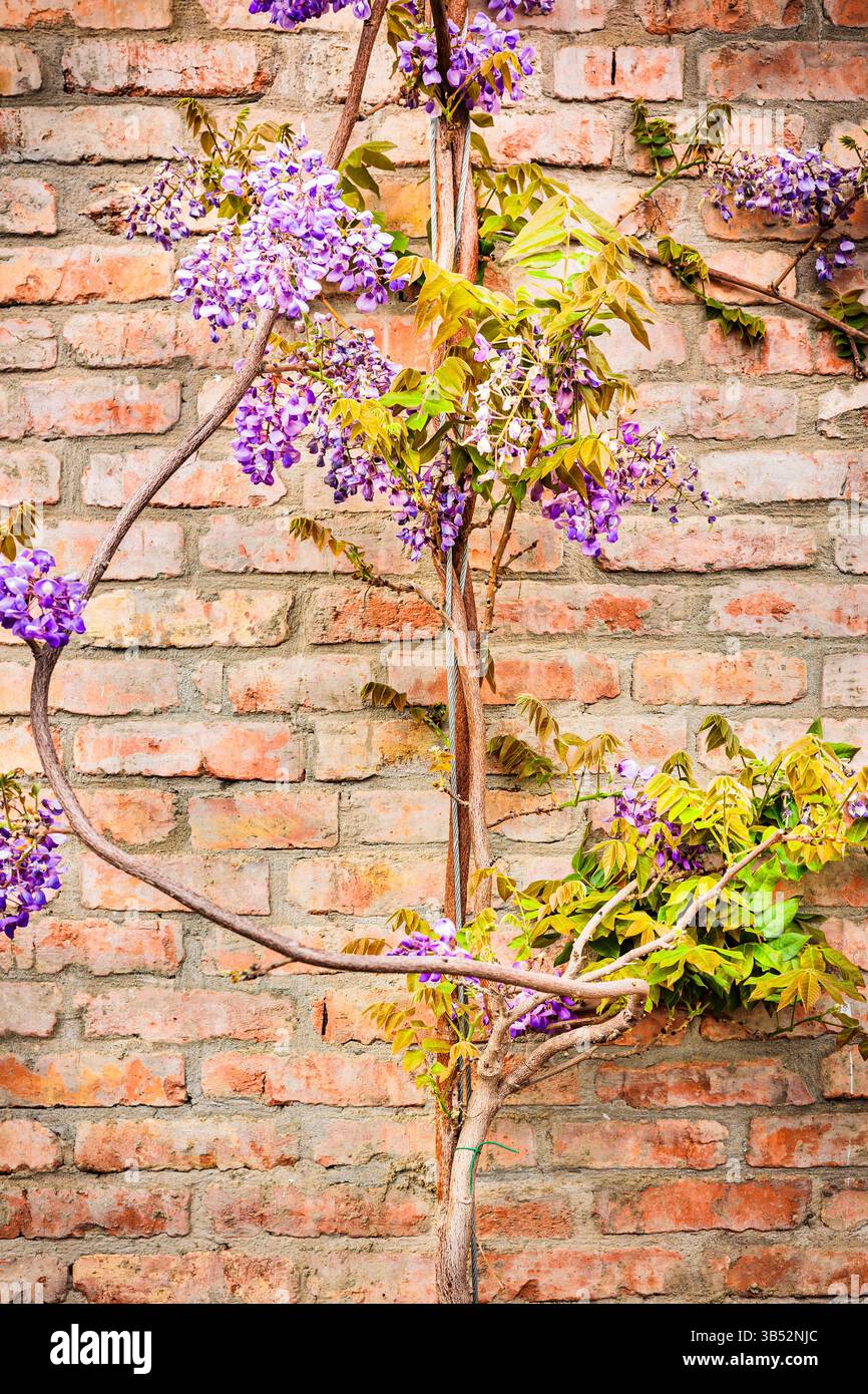 Fiorite vigne di glicine che salgono su una rustica parete di mattoni in primavera. Fiori viola e foglie verdi creano un contrasto naturale con l'architettura antica Foto Stock