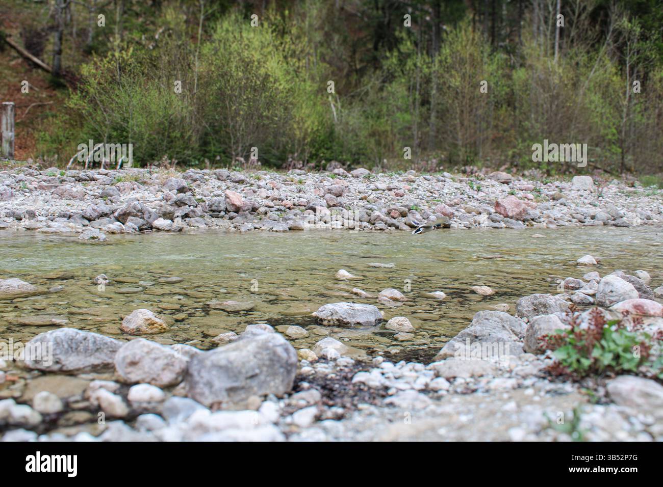 Ruscello di acqua dolce in un ambiente forestale remoto Foto Stock