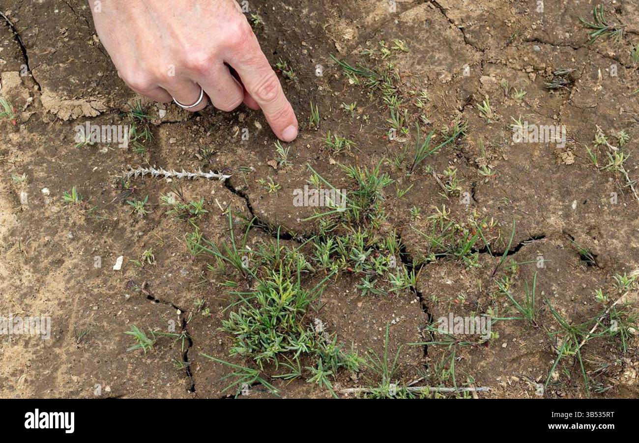 9 maggio 2022: Courtney Wyatt, specialista di carburanti presso il Boise District Bureau of Land Management, sottolinea i giovani impianti di kochia da foraggio in un'interruzione del combustibile nella contea di Elmore il 3 maggio 2022. L'obiettivo è che i kochia foraggino superino le altre piante che prendono facilmente fuoco, tra cui la cheatgrass e il cardo russo. (Immagine di credito: © Sarah A. Miller/Idaho Statesman/TNS via ZUMA Press Wire) Foto Stock