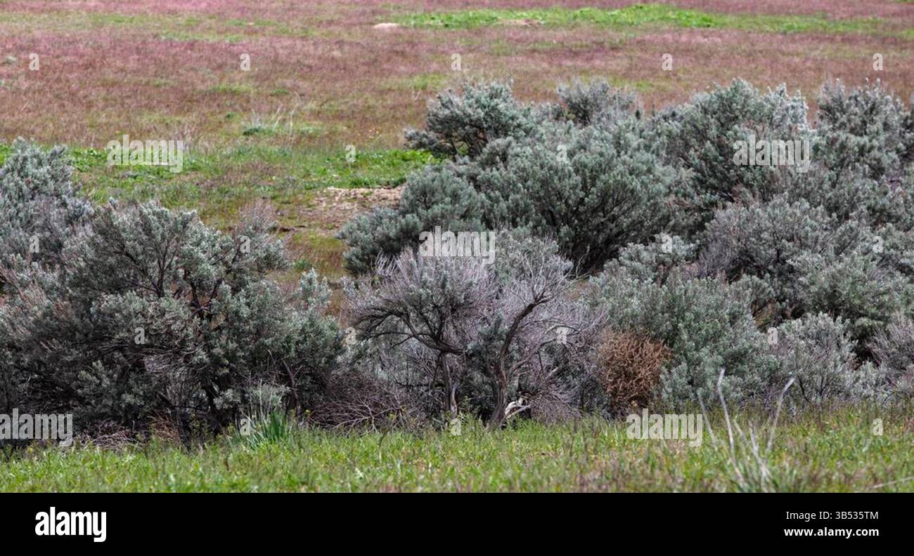 9 maggio 2022: I progetti del Bureau of Land Management stanno lavorando per aiutare a salvare l'habitat della salvia dagli incendi nella contea di Elmore, nella foto. (Immagine di credito: © Sarah A. Miller/Idaho Statesman/TNS via ZUMA Press Wire) Foto Stock