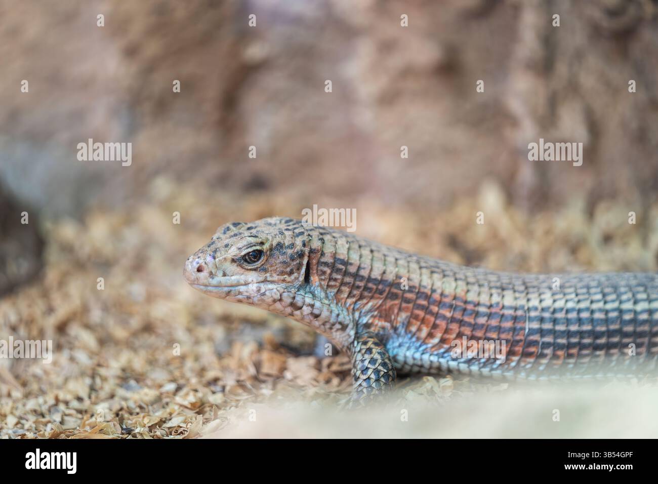 La lucertola placcata Sudan (Broadleysaurus Major), nota anche come lucertola placcata occidentale, grande lucertola placcata, o lucertola placcata ruvida di Broadley Foto Stock