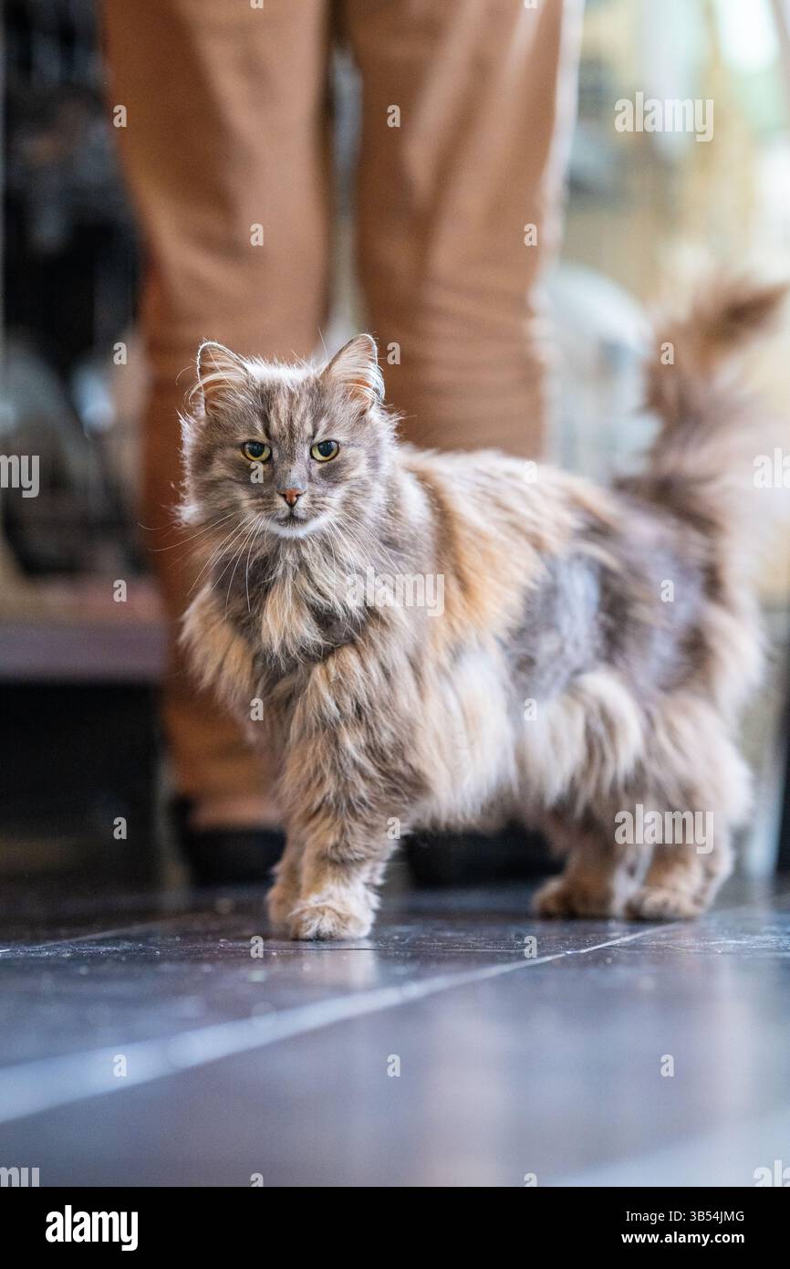 Vecchio gatto della foresta norvegese grigio e peloso Foto Stock