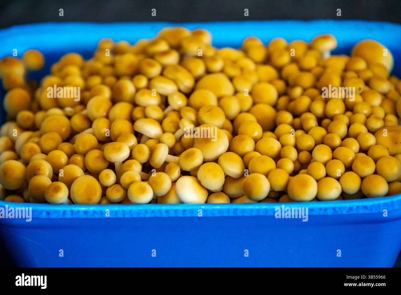 Shimeji fungo commestibile sano Pleurotus citrinopileatus dorato Foto Stock