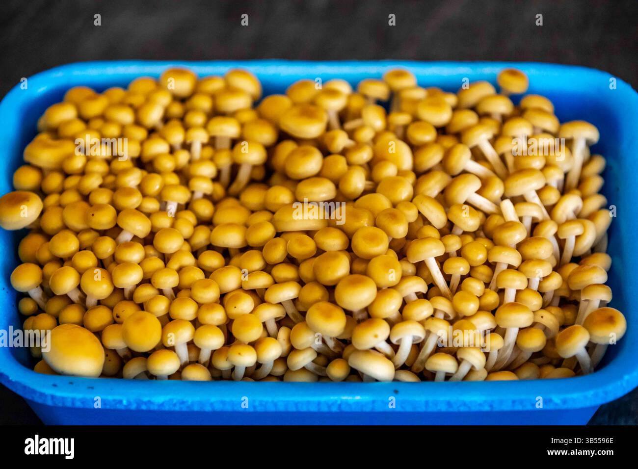 Shimeji fungo commestibile sano Pleurotus citrinopileatus dorato Foto Stock