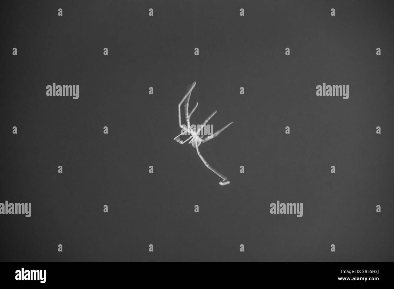 Pholcus phalangioides J.K. Füssli, 1775, comunemente noto come il cavaliere della casa[1][2], è una specie di ragno appartenente alla famiglia Pholcidae, comune in Foto Stock