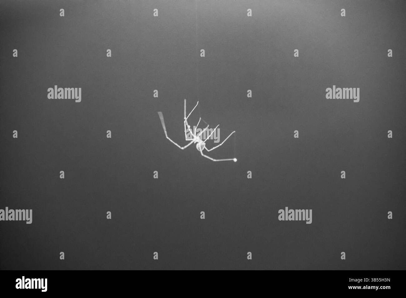 Pholcus phalangioides J.K. Füssli, 1775, comunemente noto come il cavaliere della casa[1][2], è una specie di ragno appartenente alla famiglia Pholcidae, comune in Foto Stock