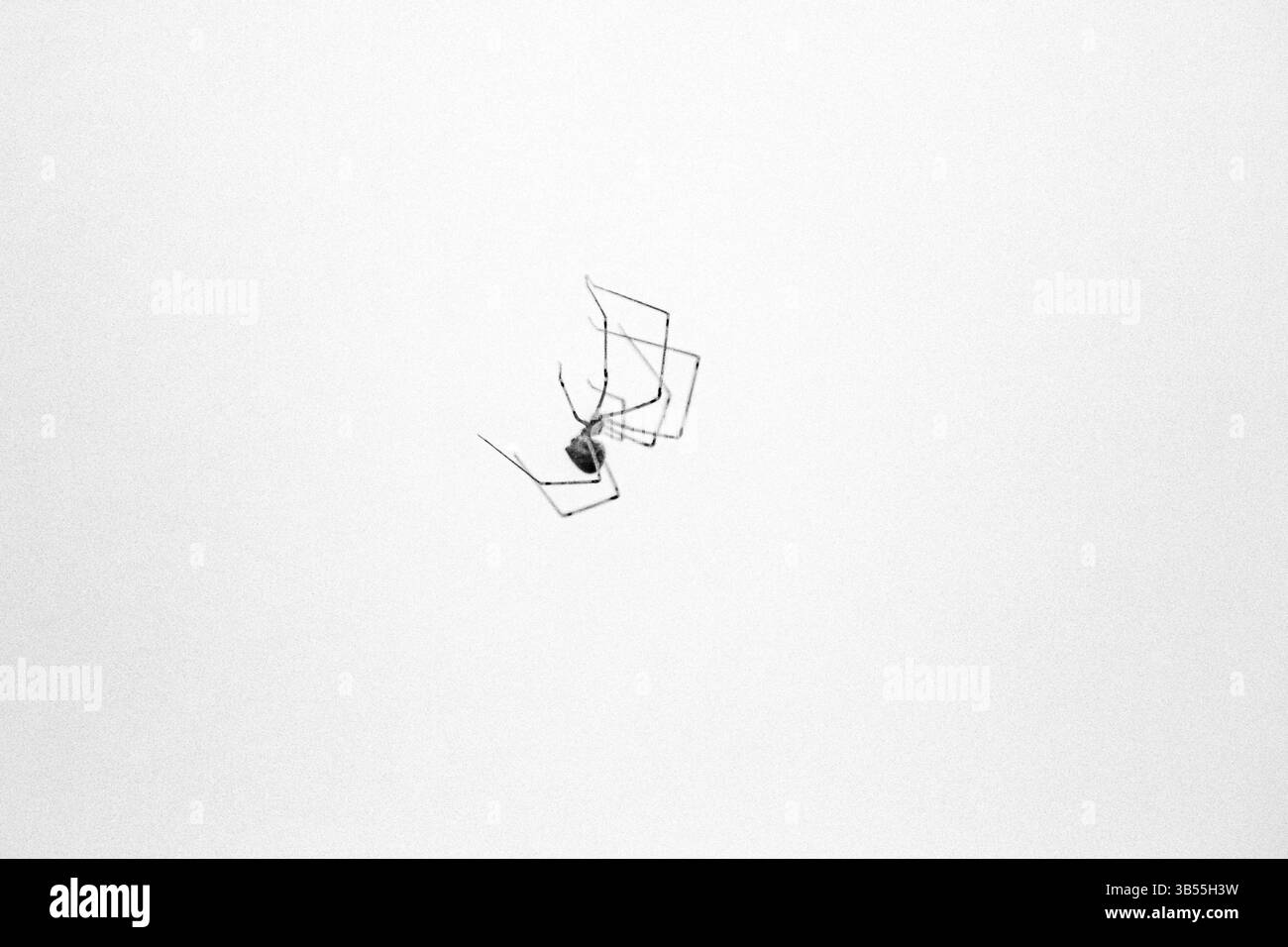 Pholcus phalangioides J.K. Füssli, 1775, comunemente noto come il cavaliere della casa[1][2], è una specie di ragno appartenente alla famiglia Pholcidae, comune in Foto Stock