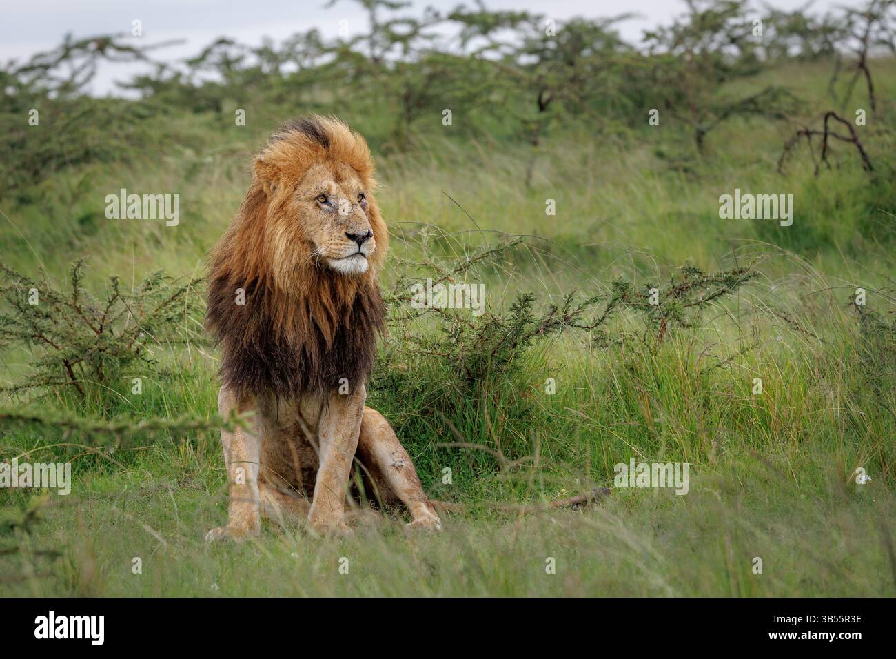 Il leone maschio più anziano si siede di fronte allo spettatore in uno sfondo verde erboso, guardando lontano alla sua sinistra, masai mara, kenya. Foto Stock