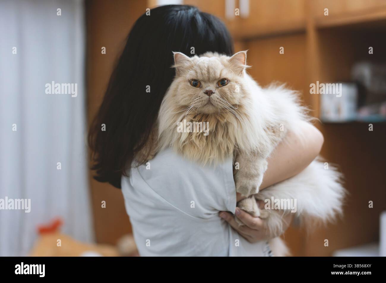 Gatto persiano tenuto da una donna in interni accoglienti, illuminazione soffusa e atmosfera calda Foto Stock