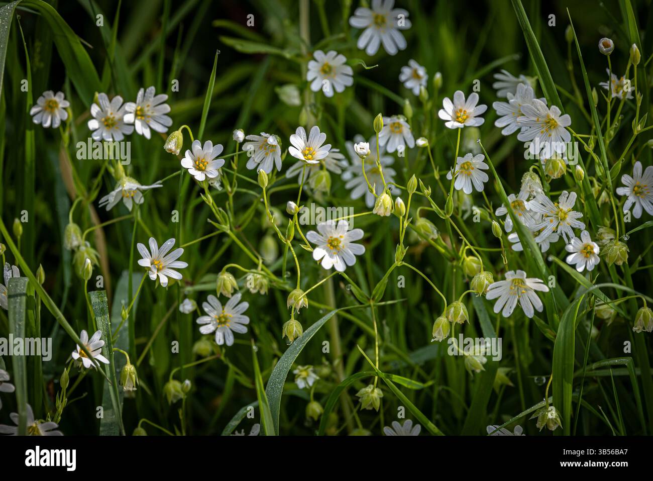 Fiori di verdura molto più grandi che fioriscono in una giornata di sole, con una bassa profondità di campo Foto Stock