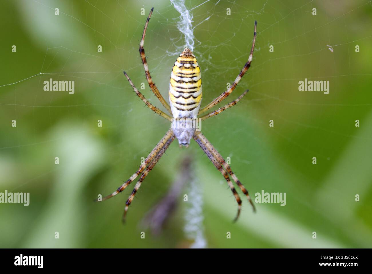 la vespa ragno si trova sulla sua ragnatela e sulla sua macro fotografia Foto Stock