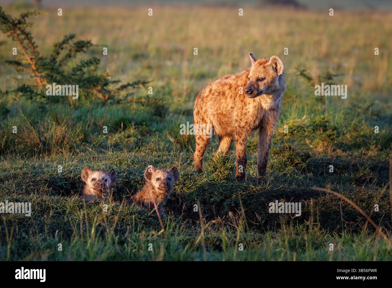 Una iena maculata si erge alla luce del mattino, contemplando i suoi due cuccioli nella tana, Mara North Conservancy, vicino al campo Karen blixen, Kenya Foto Stock