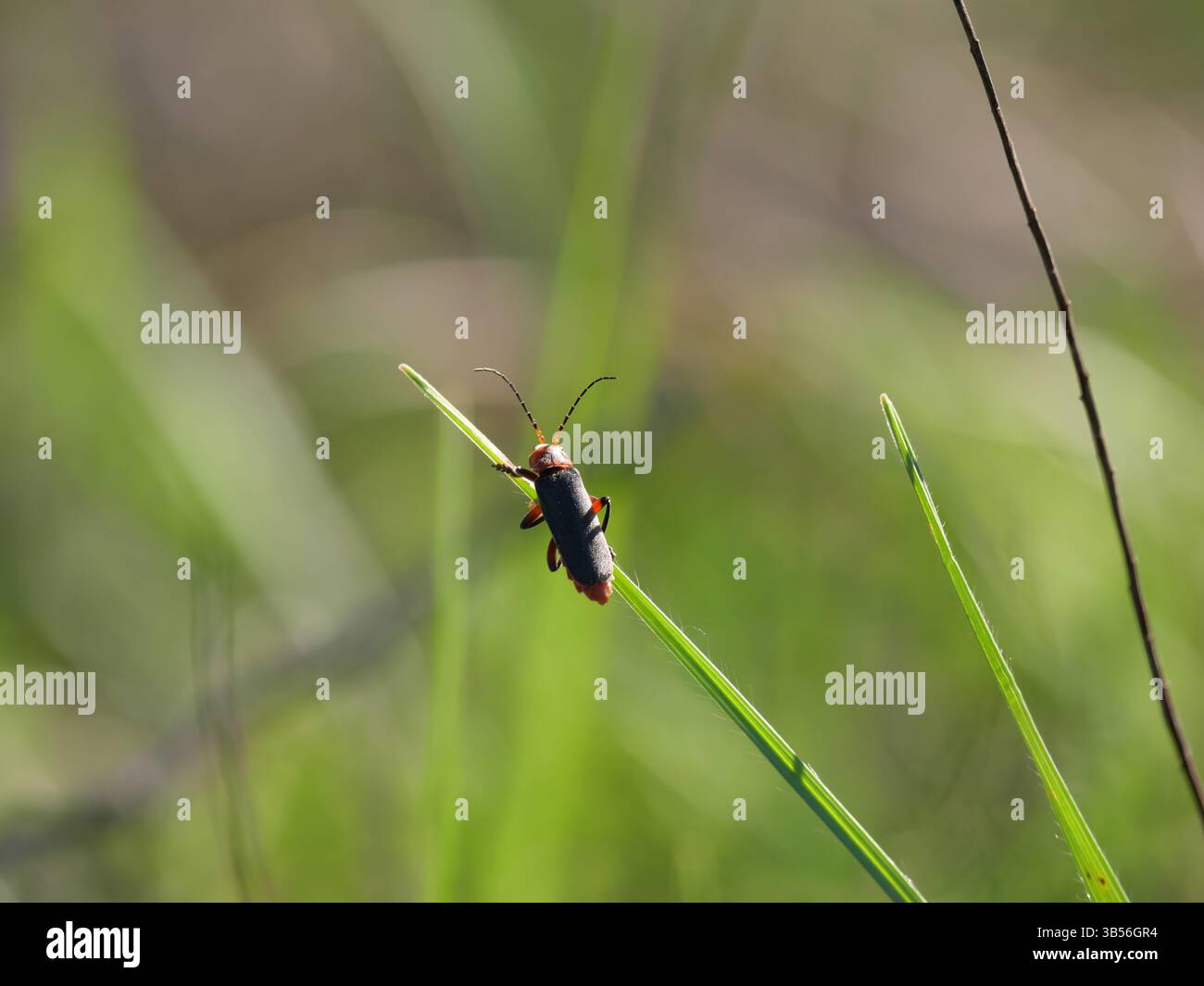 Uno scarabeo rosso nero dal corpo morbido Cantharidae che sale sulle lame di erba verde Foto Stock
