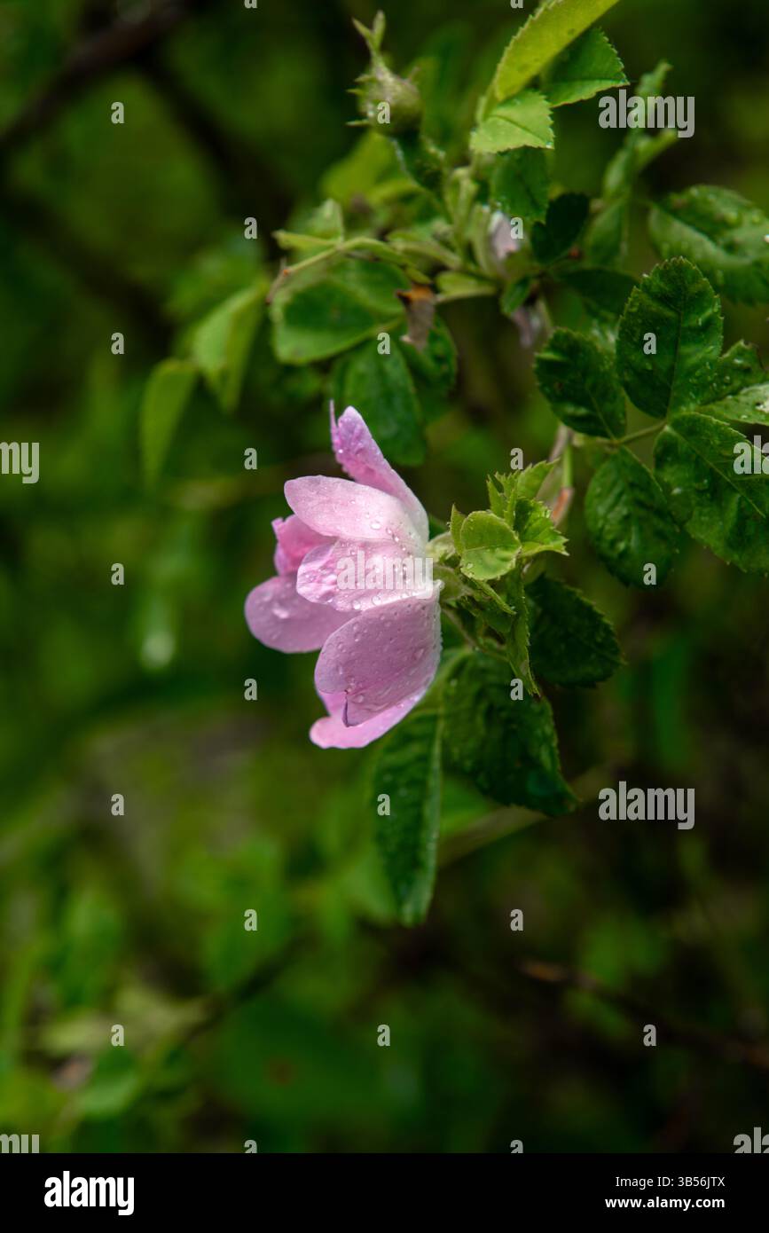 Rosa canina, la rosa canina, è una specie di rosa selvatica che si arrampica variabile originaria dell'Europa, dell'Africa nordoccidentale e dell'Asia occidentale. Foto Stock