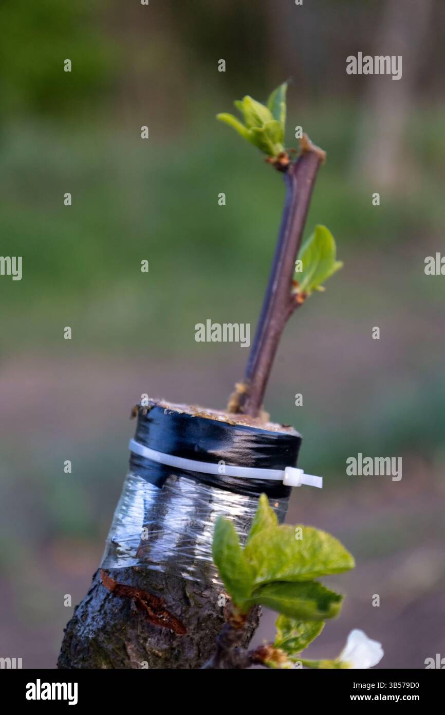 Ramo innestato su un prugna Foto Stock