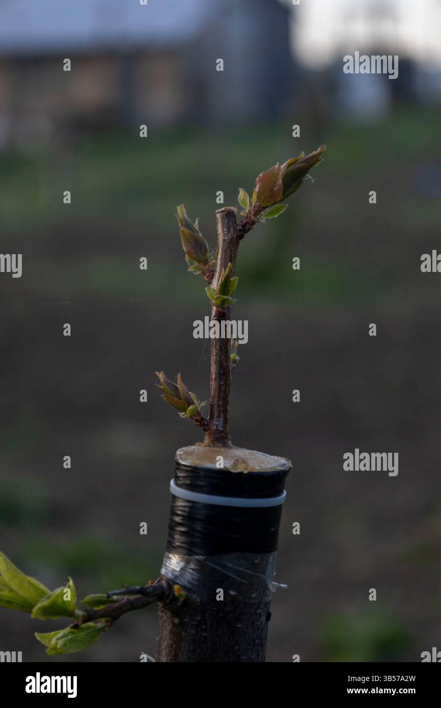 Ramo innestato su un prugna Foto Stock