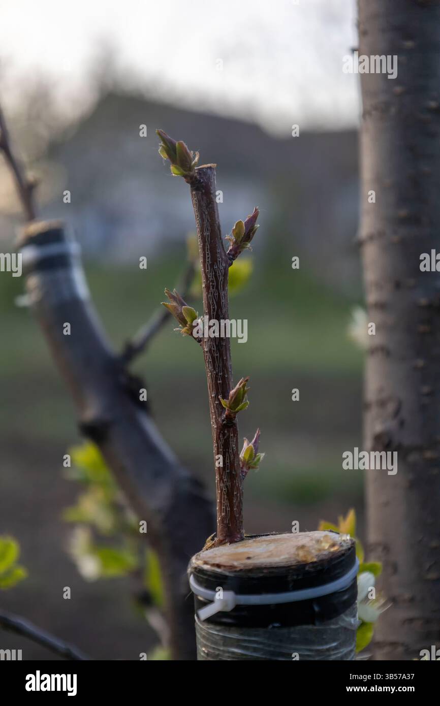 Ramo innestato su un prugna Foto Stock