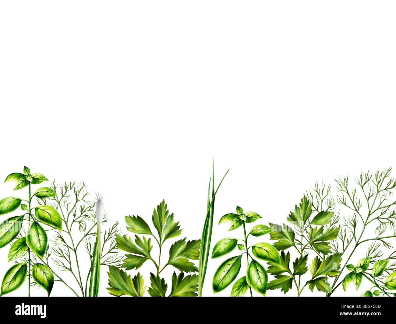 Cornice verde fresca, aneto per striscioni, basilico, cipolle verdi. Modello ad acquerello disegnato a mano, erbe origano isolate su sfondo trasparente. illustrazione Foto Stock