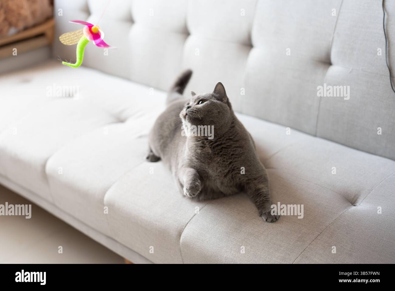 Un gatto britannico Shorthair blu-grigio sta giocando all'interno, inseguendo un teaser di gatto e saltando in giro, cercando di competere per vedere chi può catturarlo per primo.molto Foto Stock
