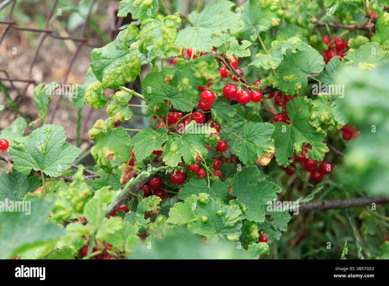Ribes rosso maturo appeso su un ramo con foglie verdi, sfondo sfocato del giardino, concetto di agricoltura biologica e raccolto Foto Stock