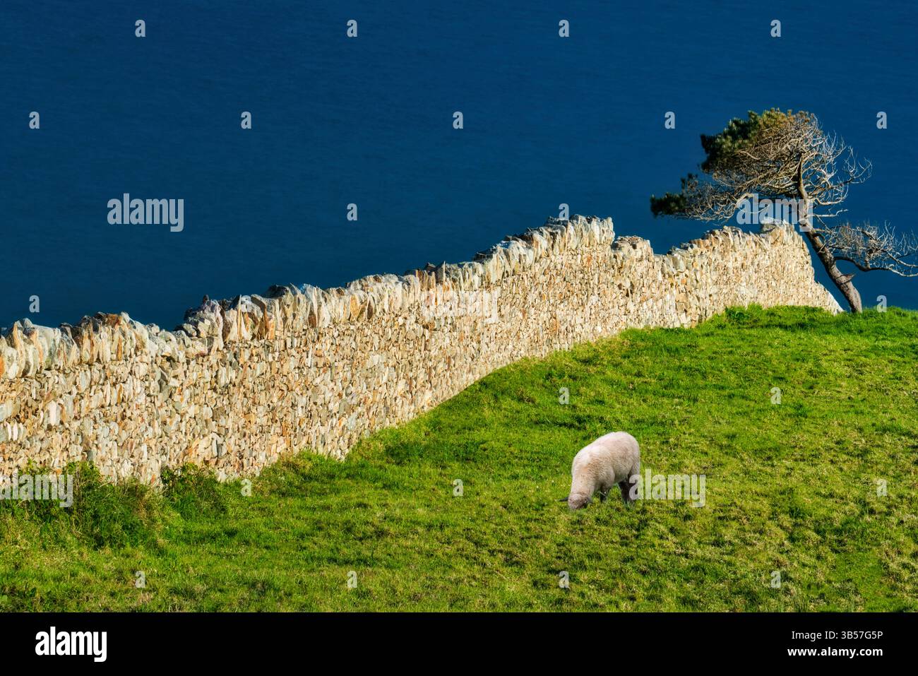 Recinzione di roccia e albero con pecore... Contea di Galway, Clifden, Connemara. Irlanda Foto Stock