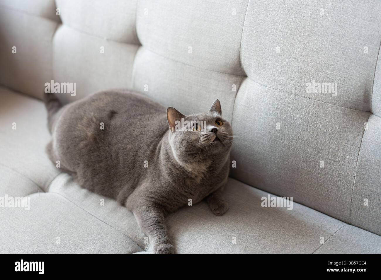 Un gatto britannico Shorthair blu-grigio sta giocando all'interno, inseguendo un teaser di gatto e saltando in giro, cercando di competere per vedere chi può catturarlo per primo.molto Foto Stock