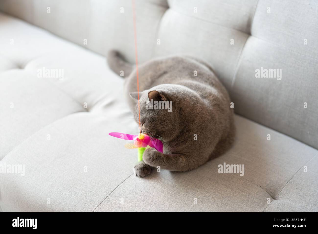Un gatto britannico Shorthair blu-grigio sta giocando all'interno, inseguendo un teaser di gatto e saltando in giro, cercando di competere per vedere chi può catturarlo per primo.molto Foto Stock