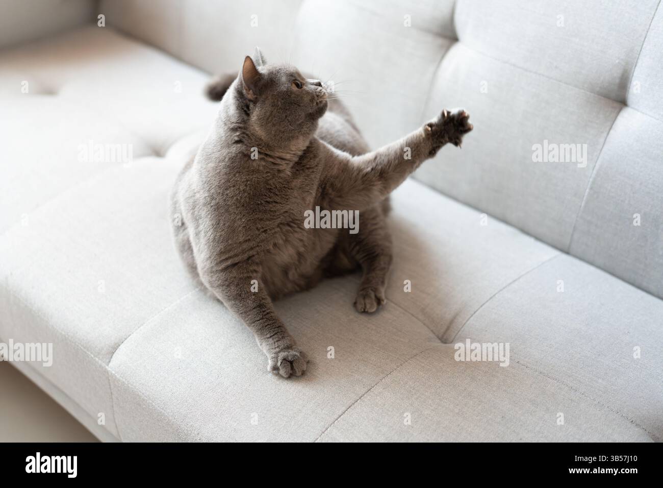 Un gatto britannico Shorthair blu-grigio sta giocando all'interno, inseguendo un teaser di gatto e saltando in giro, cercando di competere per vedere chi può catturarlo per primo.molto Foto Stock