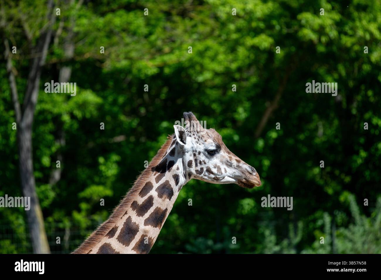 Giraffa di Rothschild (Giraffa camelopardalis camelopardalis), zoo Tierpark di Berlino, Germania Foto Stock