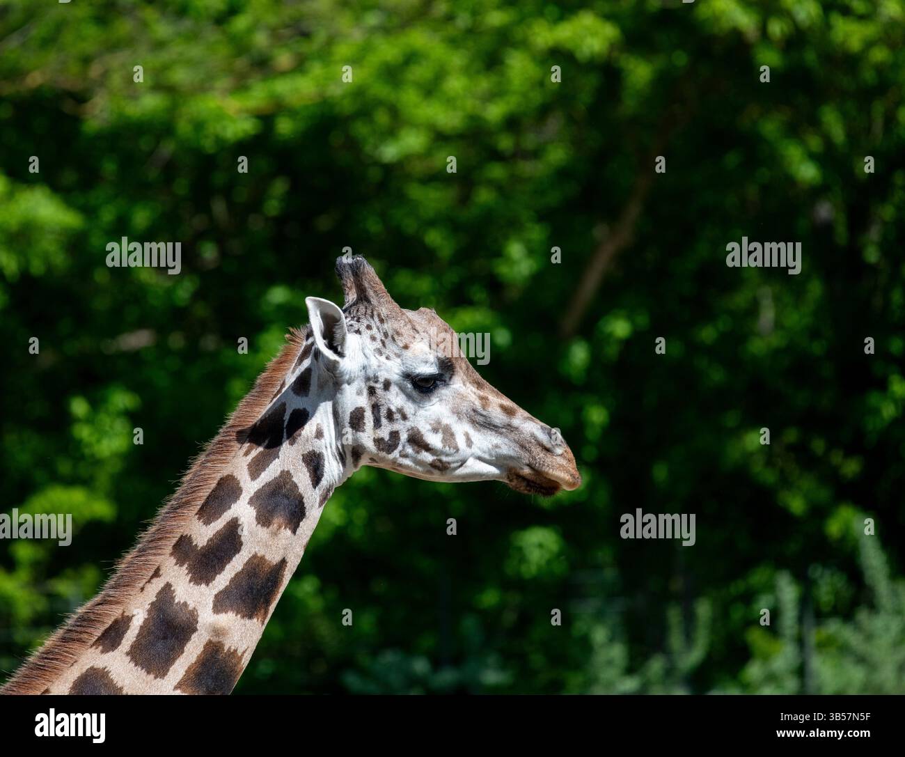 Giraffa di Rothschild (Giraffa camelopardalis camelopardalis), zoo Tierpark di Berlino, Germania Foto Stock