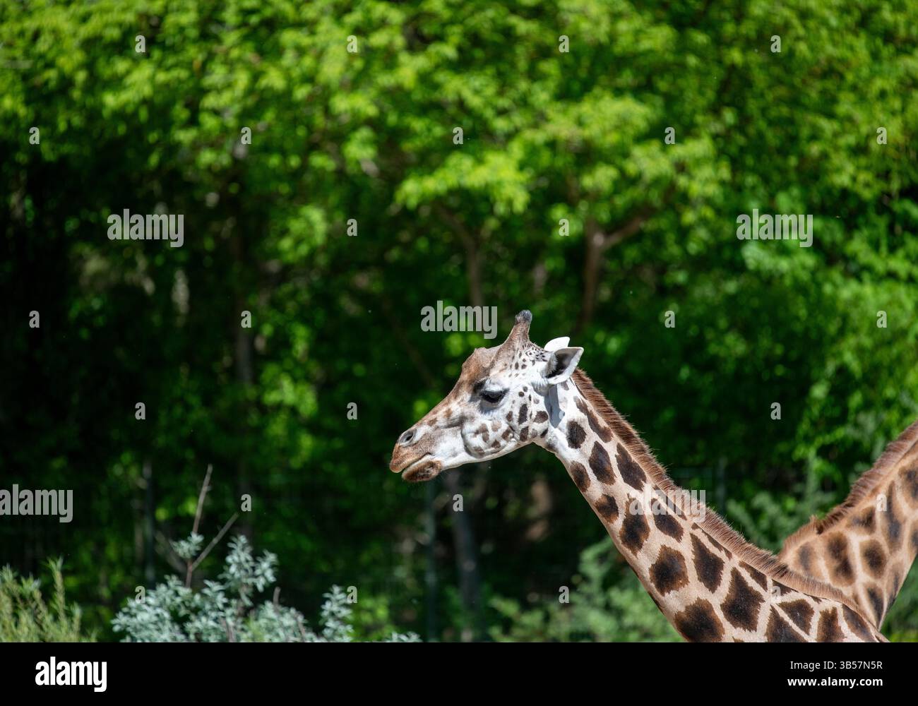 Giraffa di Rothschild (Giraffa camelopardalis camelopardalis), zoo Tierpark di Berlino, Germania Foto Stock