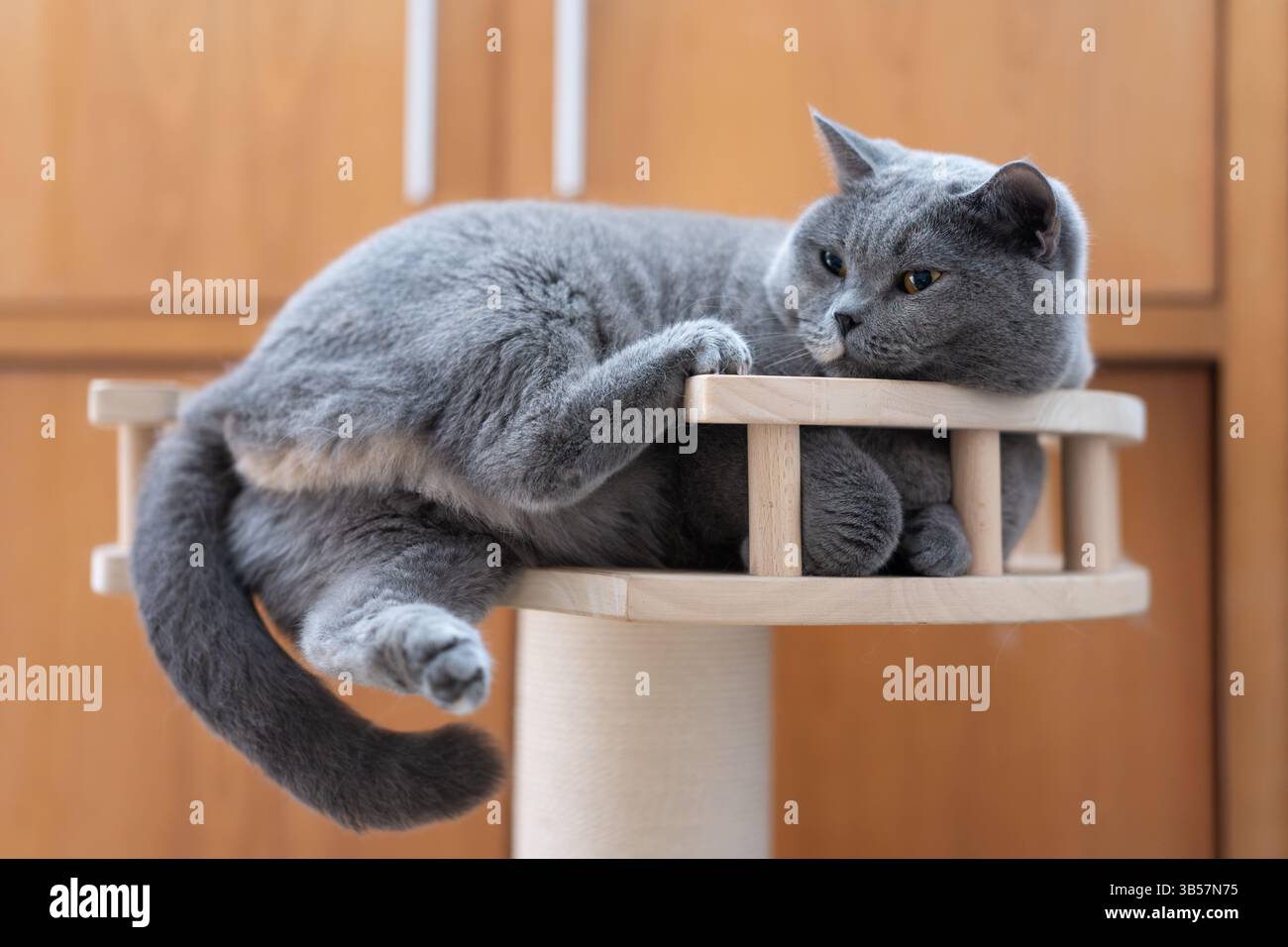 Un gatto blu Shorthair britannico in sovrappeso è quasi caduto da un albero di gatto a causa della sua obesità. Foto Stock
